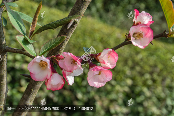 木瓜花