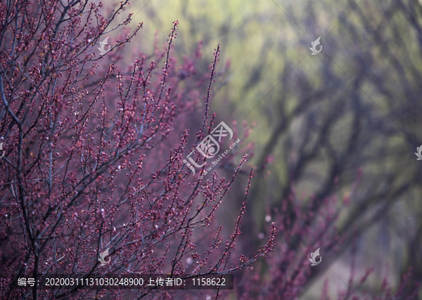 江蘇省淮安市古淮河畔春天景色