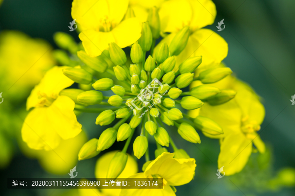 油菜花蕊1