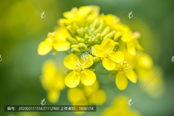油菜花蕊