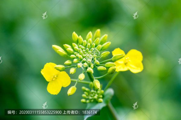 油菜花蕊細(xì)節(jié)1