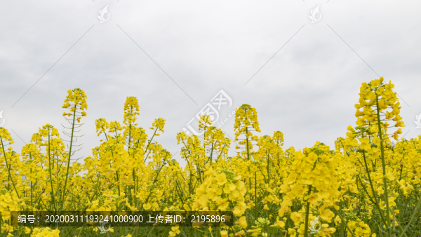 油菜花