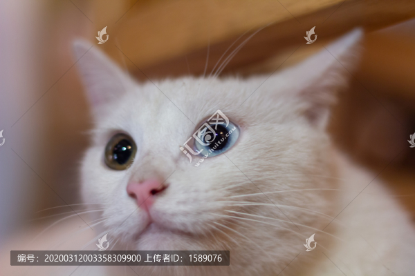 波斯貓