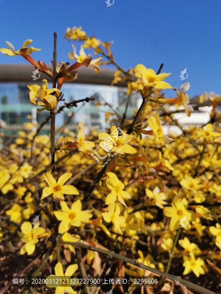 迎春花