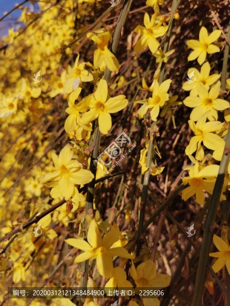 迎春花