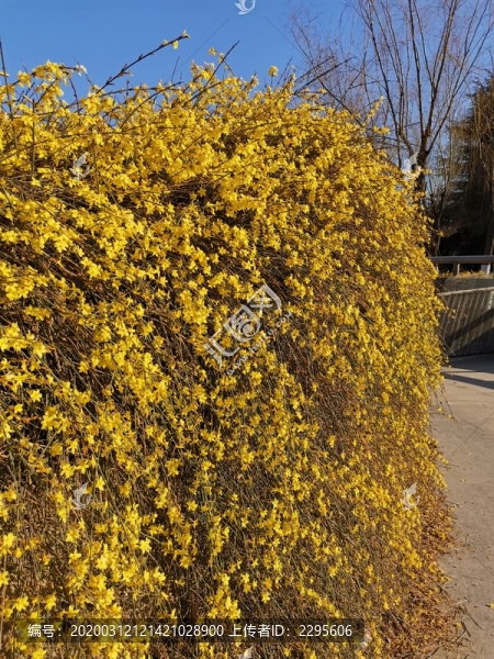 迎春花