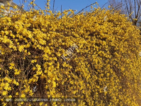 迎春花