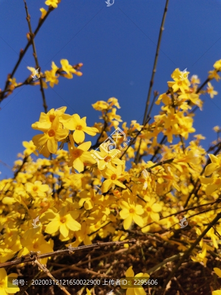 迎春花