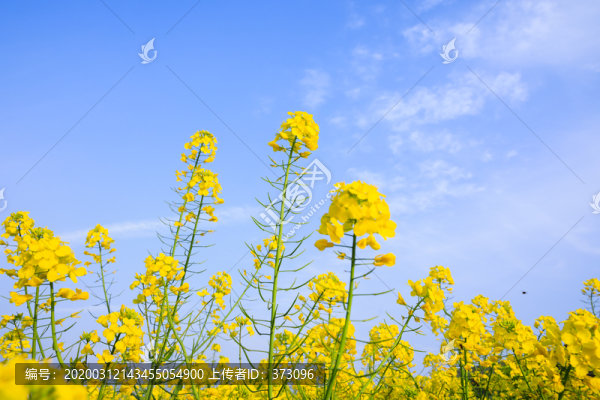 油菜花