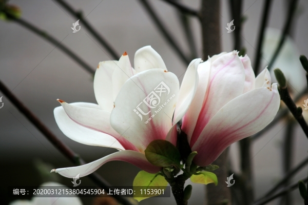 玉蘭花