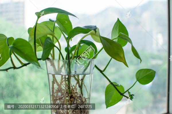 綠蘿