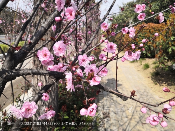 桃花開