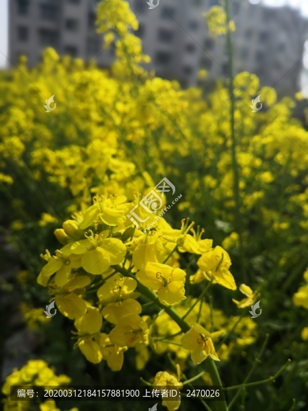 油菜花