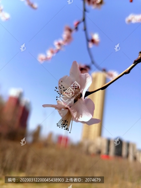 杏花開了