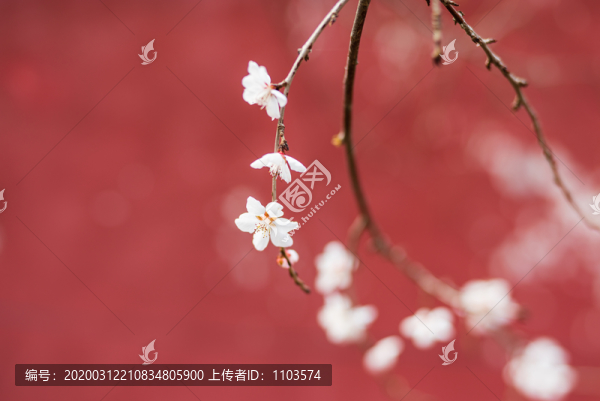 桃花17