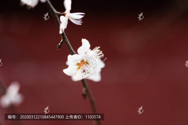 桃花20