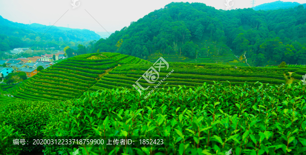 龍井茶山