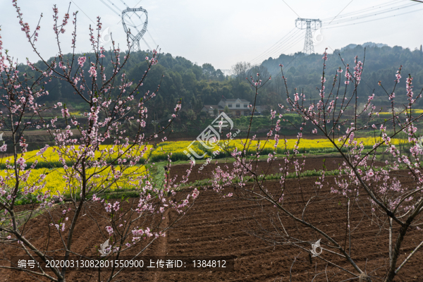春天桃花