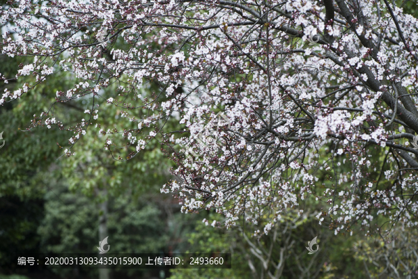 梅花開放