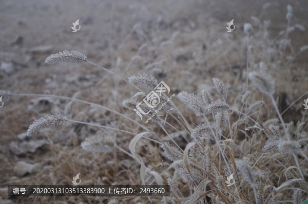 霜降草叢