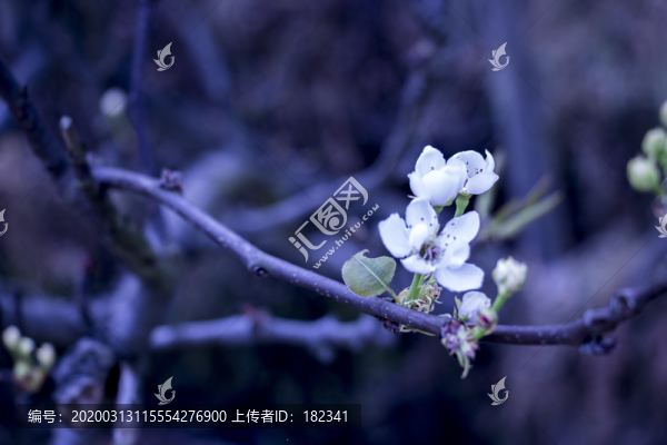 茶花