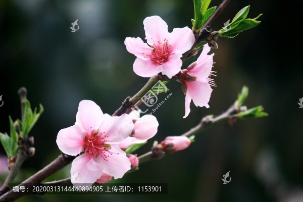 桃花枝
