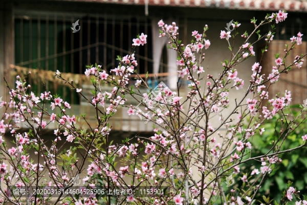 桃花樹