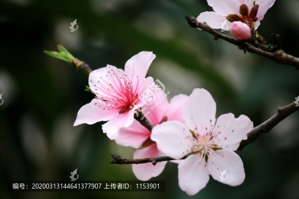 桃花