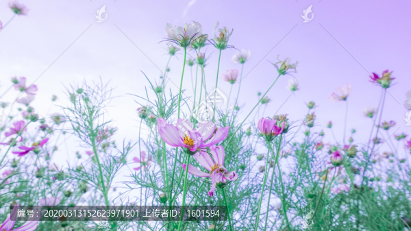 波斯菊