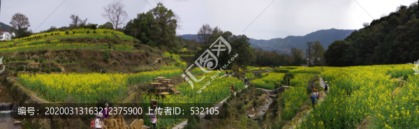 油菜花高清接片大圖