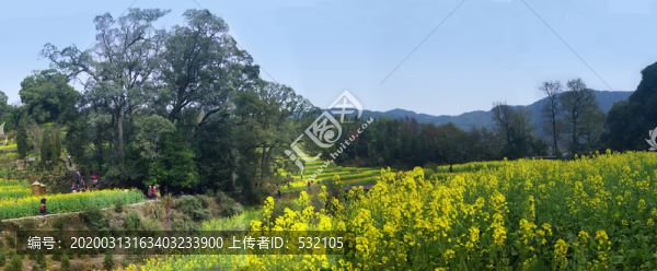 油菜花高清接片大圖