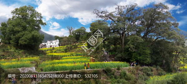 油菜花高清接片大圖