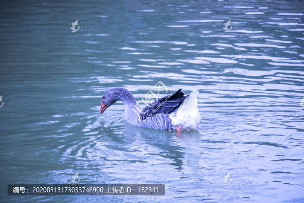 水中的鵝