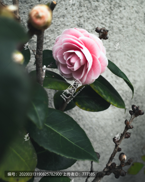 粉色山茶花