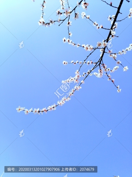 杏花開(kāi)了