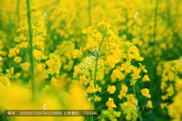 油菜花