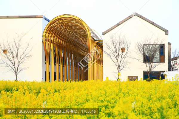 油菜花