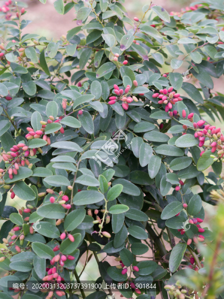 鼠李科勾兒茶屬植物多花勾兒茶