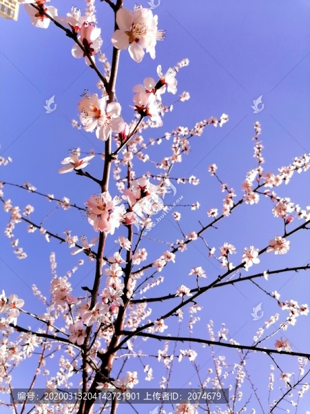 杏花開滿枝頭