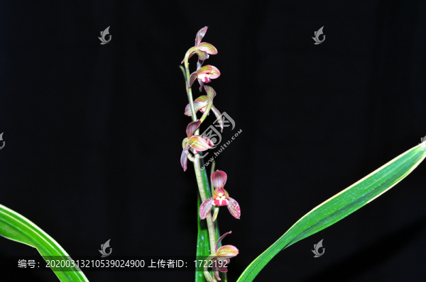 紅神荷墨蘭蘭花綠植花卉