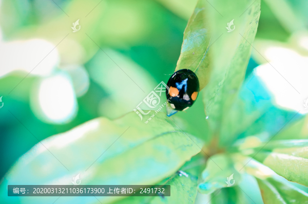 瓢蟲