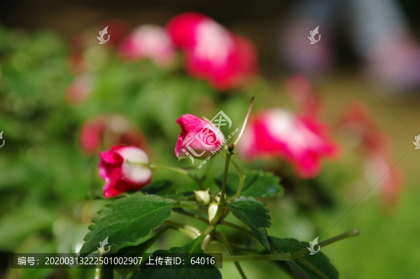 野花