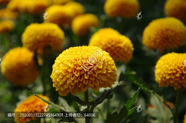 鄒菊