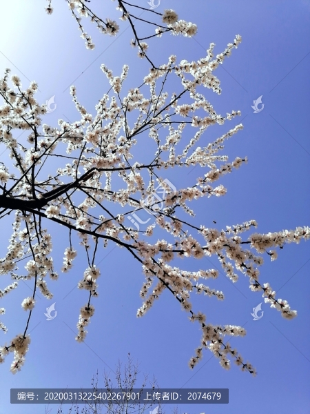 開滿花的樹枝