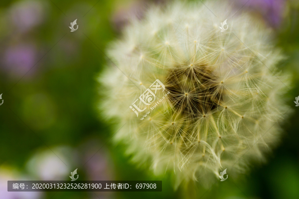 微距攝影蒲公英