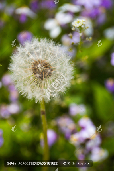 蒲公英的孤獨