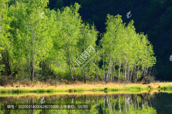 大興安嶺湖泊茂密樹林