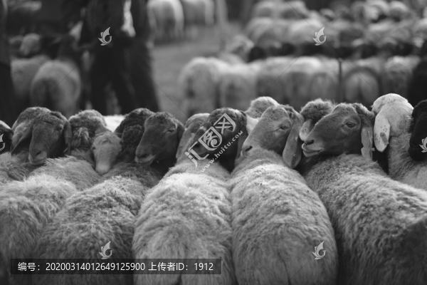 活畜交易市場(chǎng)