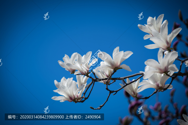 春暖花開白玉蘭