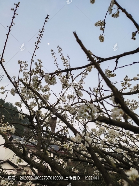 李子花及月亮